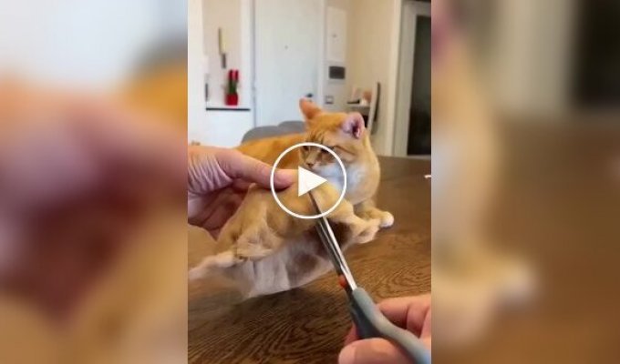 Что делать с шерстью своего питомца