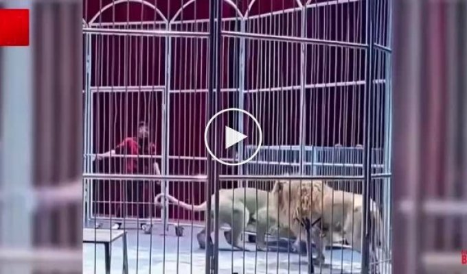 Два льва сбежали из китайского цирка во время выступления