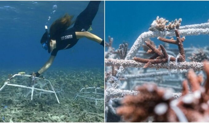 Scientists have found a way to save coral reefs (11 photos)