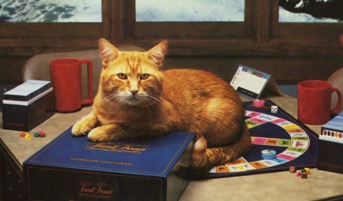 Календарь 1986 года с самым привередливым котом в мире (14 фото)