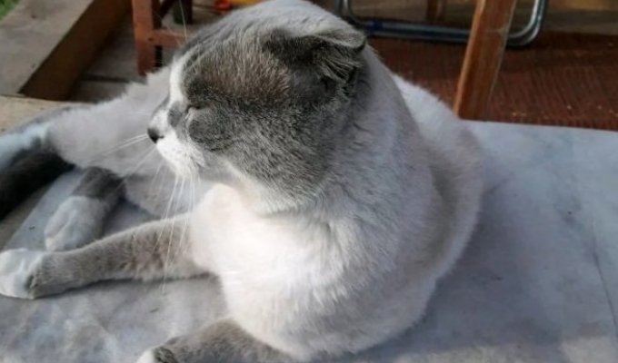 Житель Кемерова продаёт кота-экстрасенса за 5 миллионов рублей (2 фото)