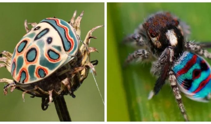 12 потрясающих  насекомых и паукообразных нестандартного цвета, при виде  которых захочется завести себе жука (13 фото)