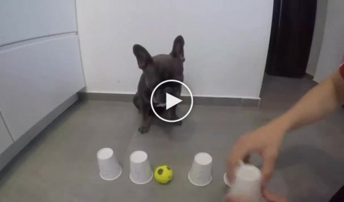 Пёс расстроился из-за игры в которой надо найти мячик