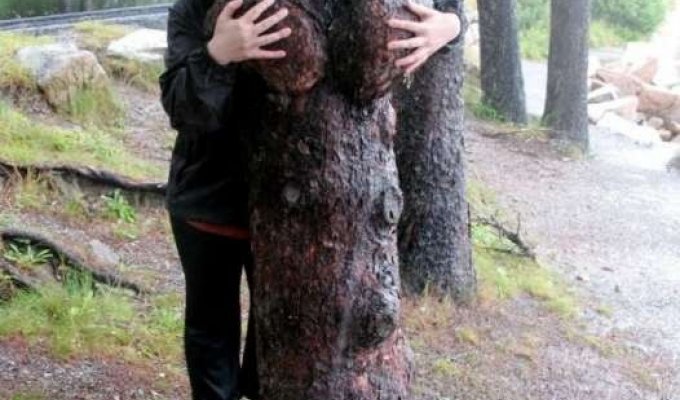 Сексуальные деревья (29 фото)