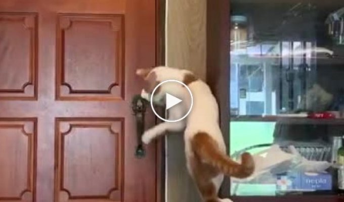 Кот и дверь