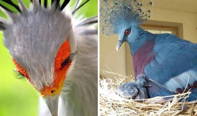 30 необычайно красивых птиц, о которых вы, возможно, не слышали (31 фото)