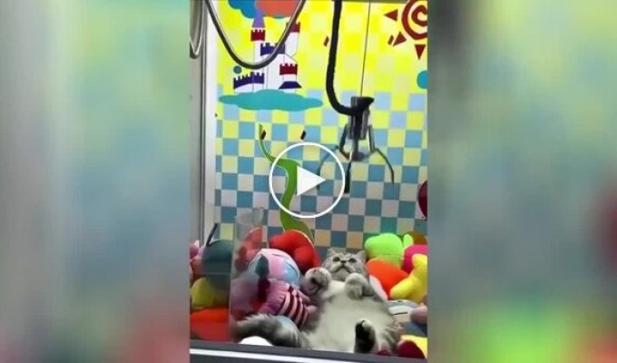 Лучший приз: кот залез в автомат с игрушками
