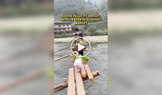 Гусь помогает своей хозяйке