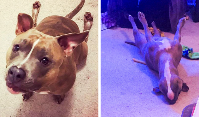 Meet Lila, a pit bull whose quirks only add to her charm (12 photos)