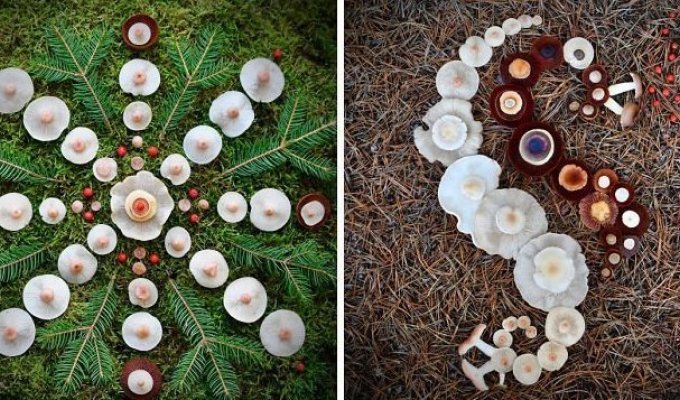 Шедевры природы: Финка создаёт картины из диких грибов (24 фото)