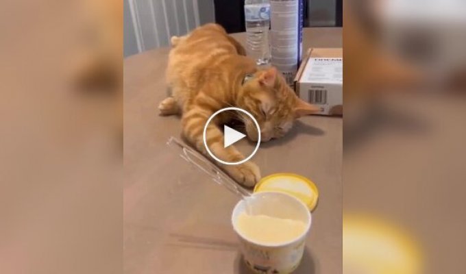 Sly cat tries to stealthily steal the lid