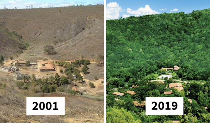 Бразильская пара, восстановившая за 20 лет целый лес (11 фото)