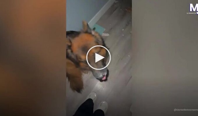 Немецкая овчарка оставила на двери и полу «боевые отметины» ради кровати