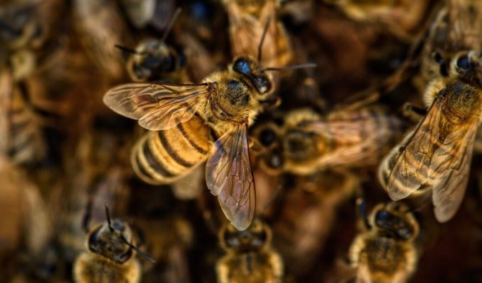 Рой пчёл напал на двух детей в Башкирии (4 фото + 1 видео)