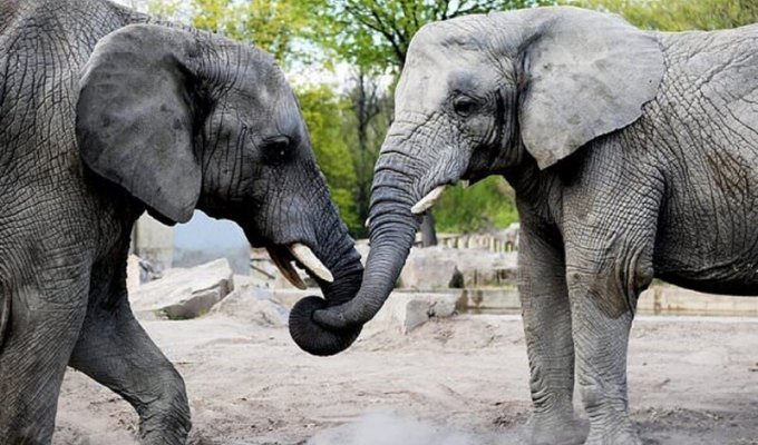 Польский зоопарк предложит слонам марихуану (3 фото)