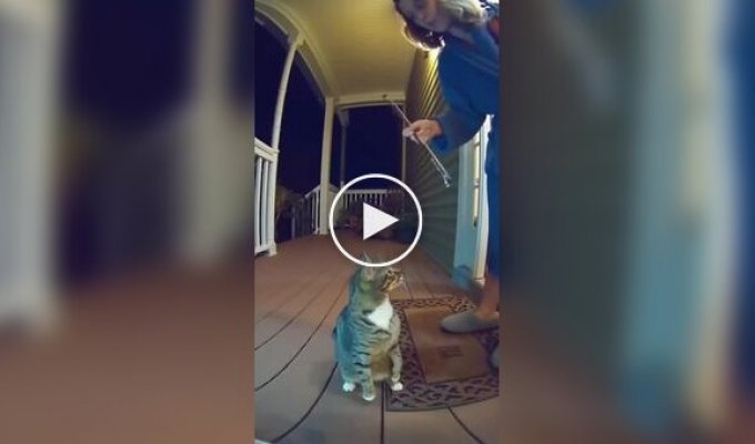 Ночные выступления нейрокота