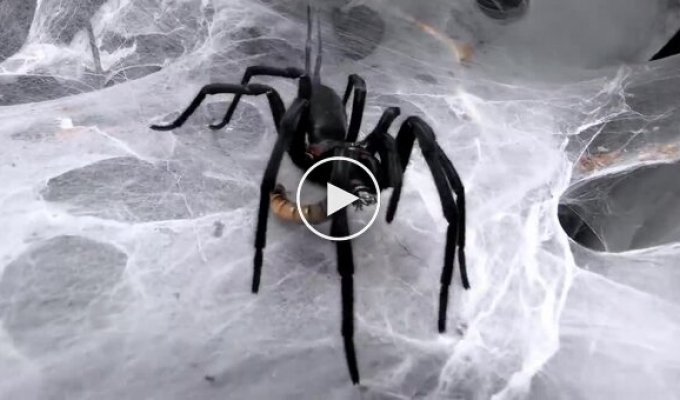 Кормление паука