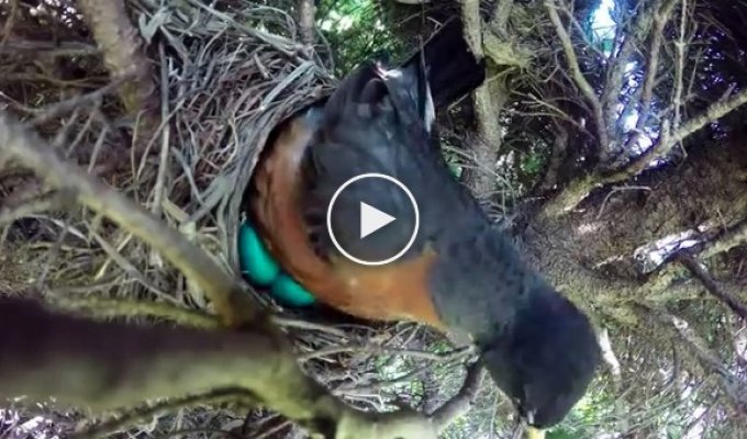 Установленная над гнездом камера сняла птичью трагедию