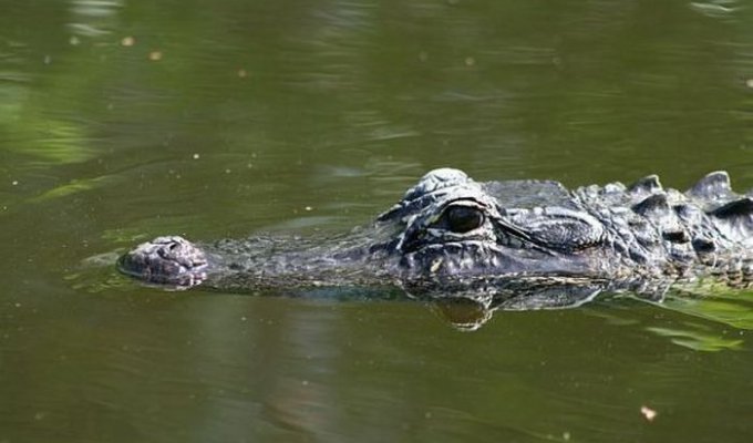 Вот что на самом деле делает крокодил в этот момент (3 фото)