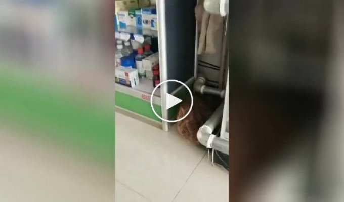«Пора достать пылесос»: кот показал, что в аптеке срочно нужна уборка
