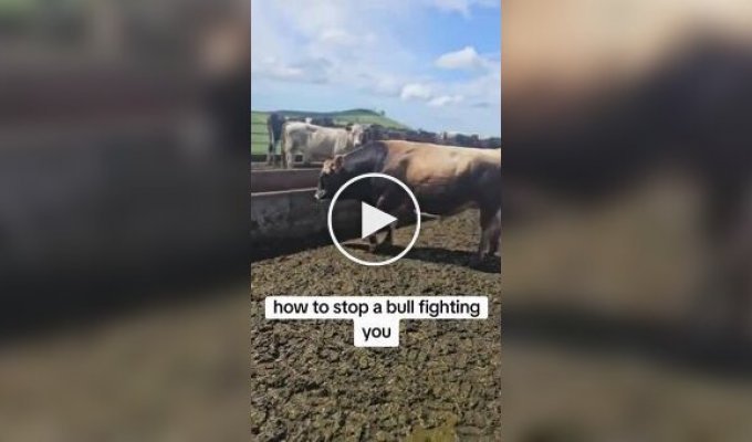 Как отогнать от себя быка
