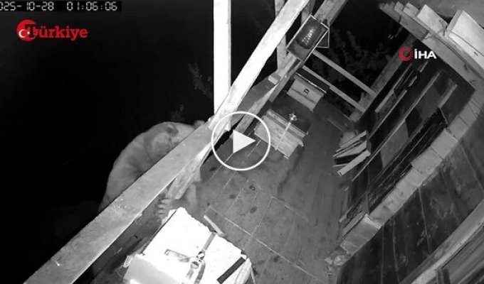 В Турции голодный медведь забрался на балкон жилого дома за медом