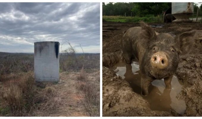 A slightly absurd, but symbolic monument to a pig and national unity (8 photos)