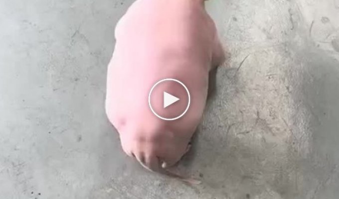Some strange pig