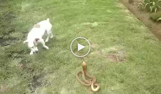 Смелый пес против змеи
