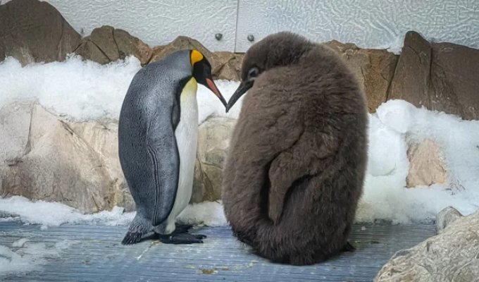 A large penguin became famous on the Internet (2 photos + 1 video)