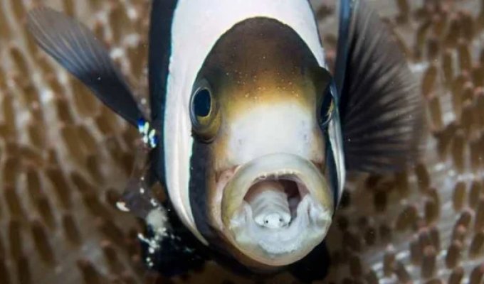 A South African fisherman encountered a terrifying parasite that became part of a live fish (8 photos)