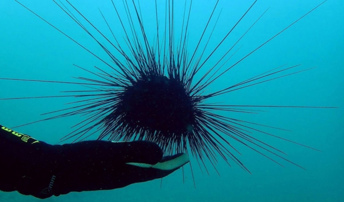 Sea urchin-diadem: a nightmare of a tourist and diver (7 photos)