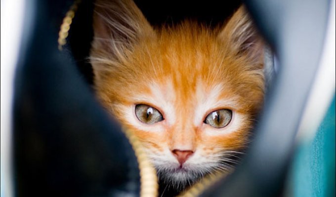 История спасения рыжего котенка (19 фото)