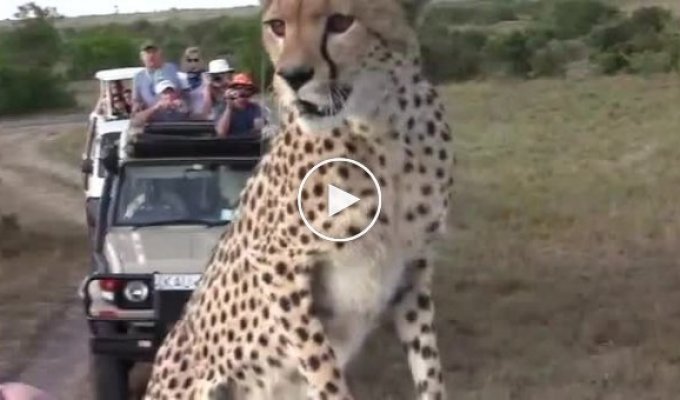 Гепард наводит панику на туристов