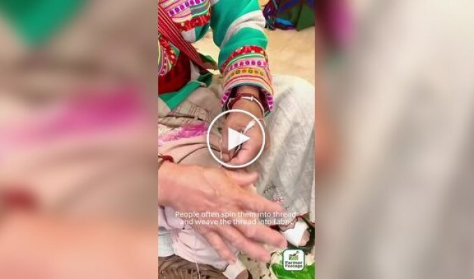 Ремесло «огненной травы»: как в Китае превращают пух герберы в прочную ткань