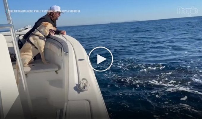 Встреча пса с китами