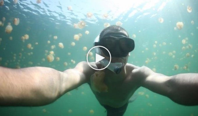 Плаванье в медузах