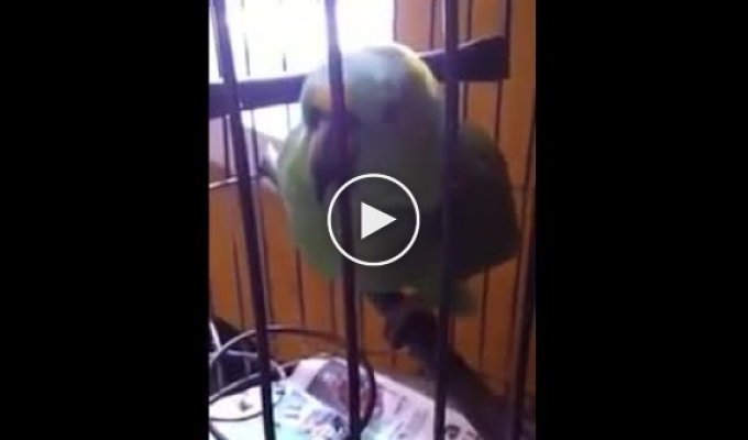 Плачущий попугай