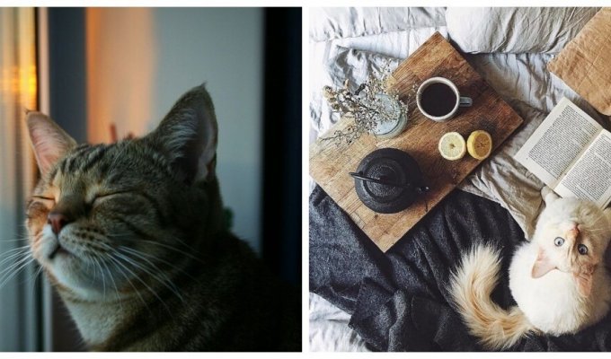 Inspirational cats (21 photos)