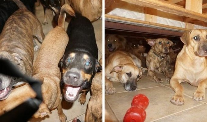 Женщина приютила 97 бездомных собак, чтобы спасти их от урагана (14 фото)