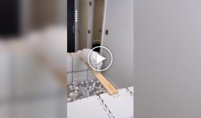 Mission Impossible: obstacle course for a cat