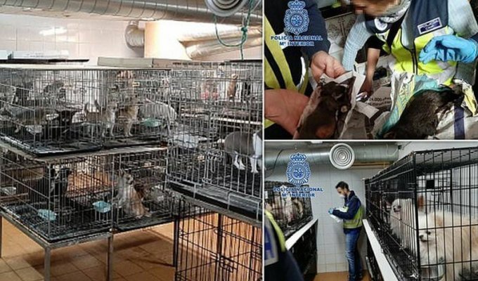 В Мадриде нашли нелегальный собачий питомник и 270 искалеченных собак (6 фото)