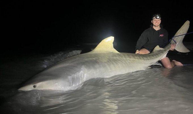 Рыбак неожиданно поймал почти четырехметровую акулу (2 фото + 1 видео)