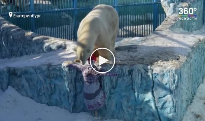В зоопарке Екатеринбурга белый медведь съел брошенный посетителями резиновый мяч и умер