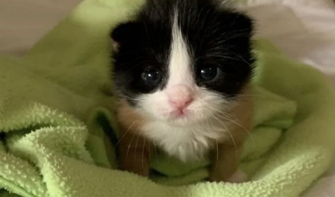 Китти — трёхцветная кошка, которая выглядит так, будто её собрали из разных запчастей (3 фото + 2 видео)