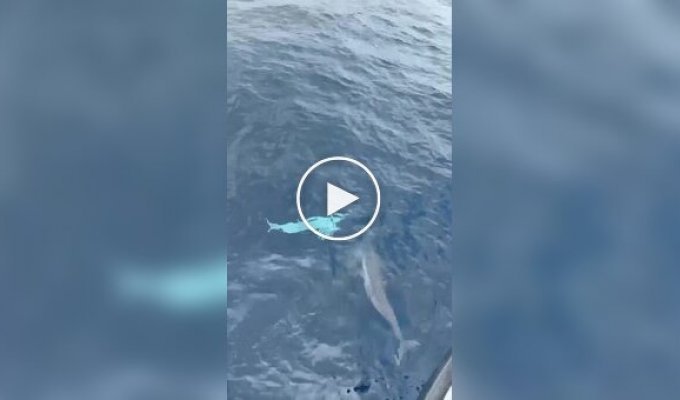 В водах Тайваня сняли редкого белого дельфина
