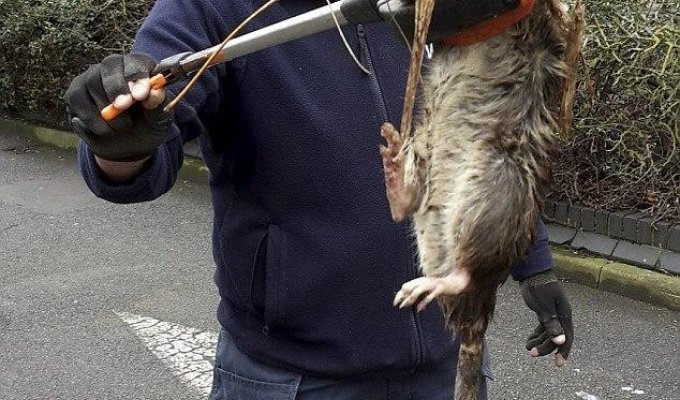 В Великобритании нашли самую крупную в стране крысу (2 фото)