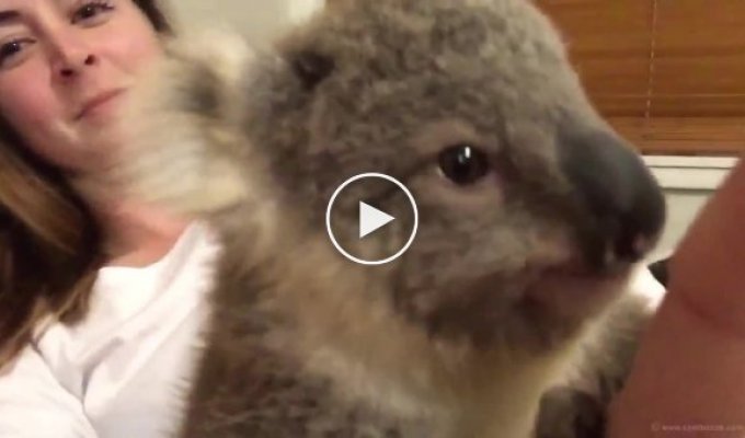 Милая коала обрела новую семью (7 фото + видео)