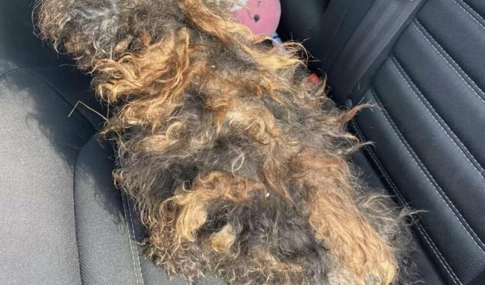 See the transformation of a dog that was mistaken for an old wig (4 photos)
