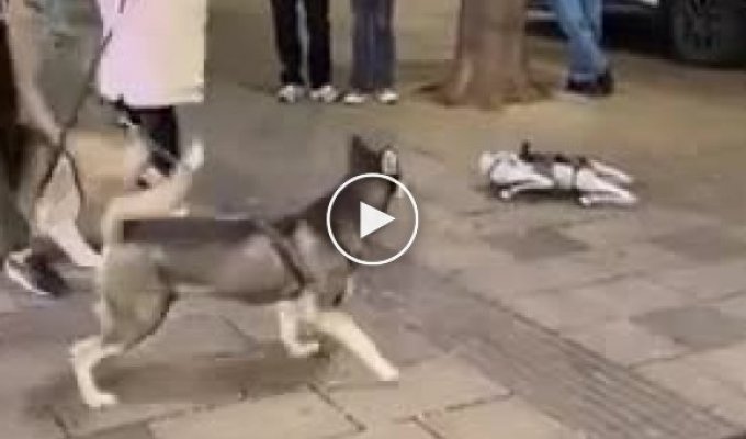 Интересная реакция собак на робота